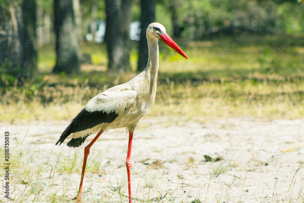 Stork walking in sand wood and looking for food. Beautiful big bird in nature Stork walking in sand wood and looking for food. Beautiful big bird in nature