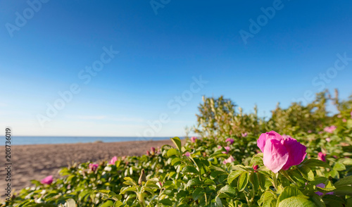 Fototapeta Naklejka Na Ścianę i Meble -  Blooming wild roses on the dunes of the Baltic sea.