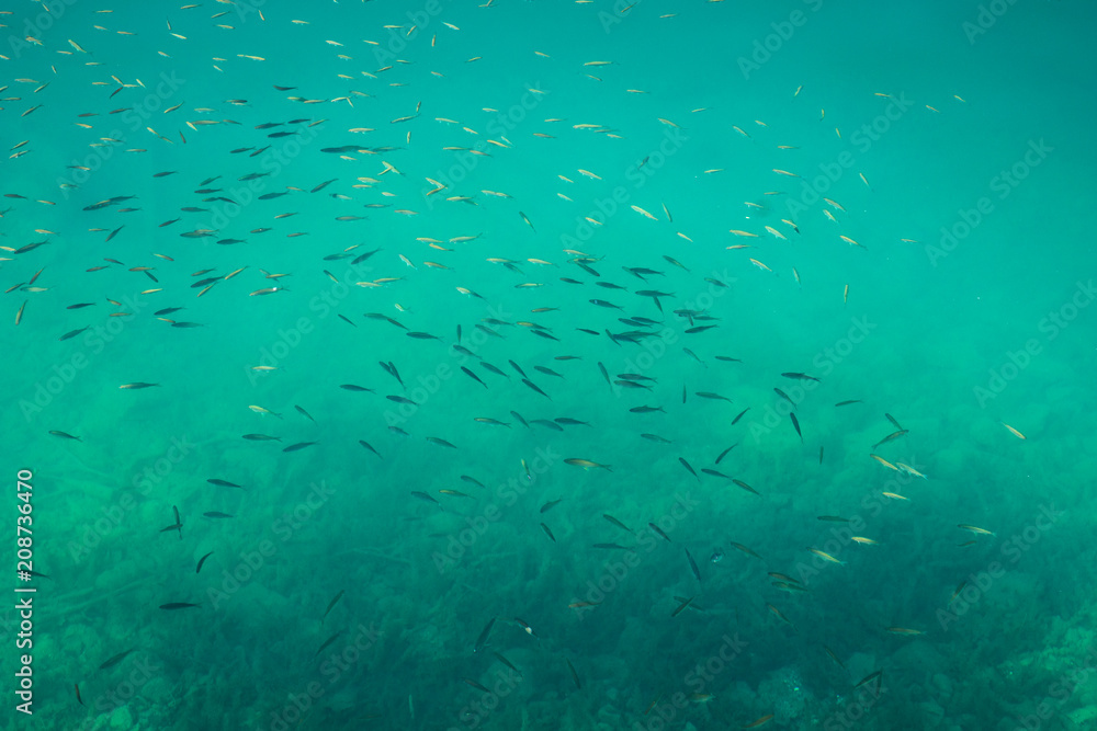Fototapeta premium Shoal of fish in Bled lake, Slovenia