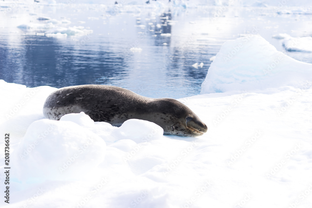 Obraz premium Leopard seal (Hydrurga leptonyx), Antarctic Peninsula