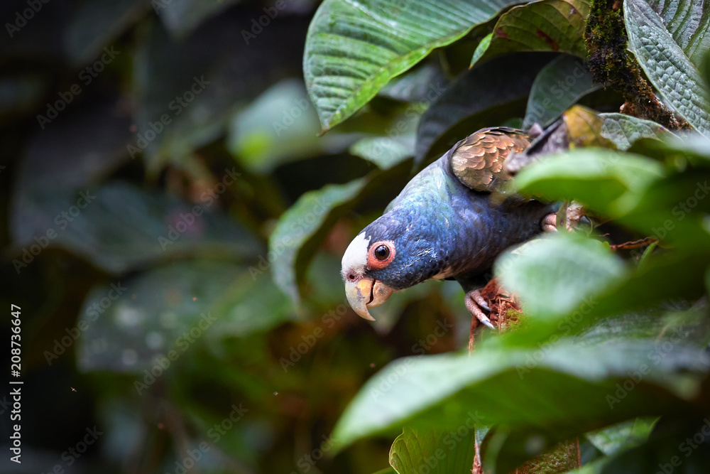 Obraz premium White-crowned parrot, Pionus senilis, close up wild parrot among wet leaves, feeding on a tropical Inga tree seeds. Rainforest wild animal photography, caribbean slopes near Boca Tapada, Costa Rica.