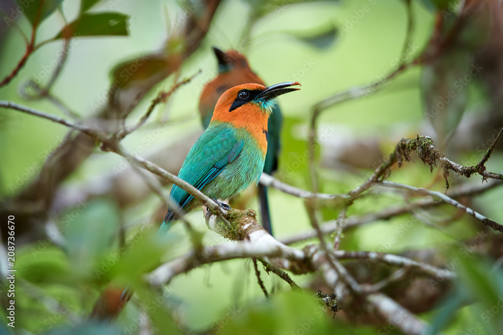 Broad-billed Motmot, Electron platyrhynchum. Pair of colorful tropical birds with rufous head and blue tail, native to wet forests of Central America. Rainforest wildlife photography. Boca Tapada. Broad-billed Motmot, Electron platyrhynchum. Pair of colorful tropical birds with rufous head and blue tail, native to wet forests of Central America. Rainforest wildlife photography. Boca Tapada.