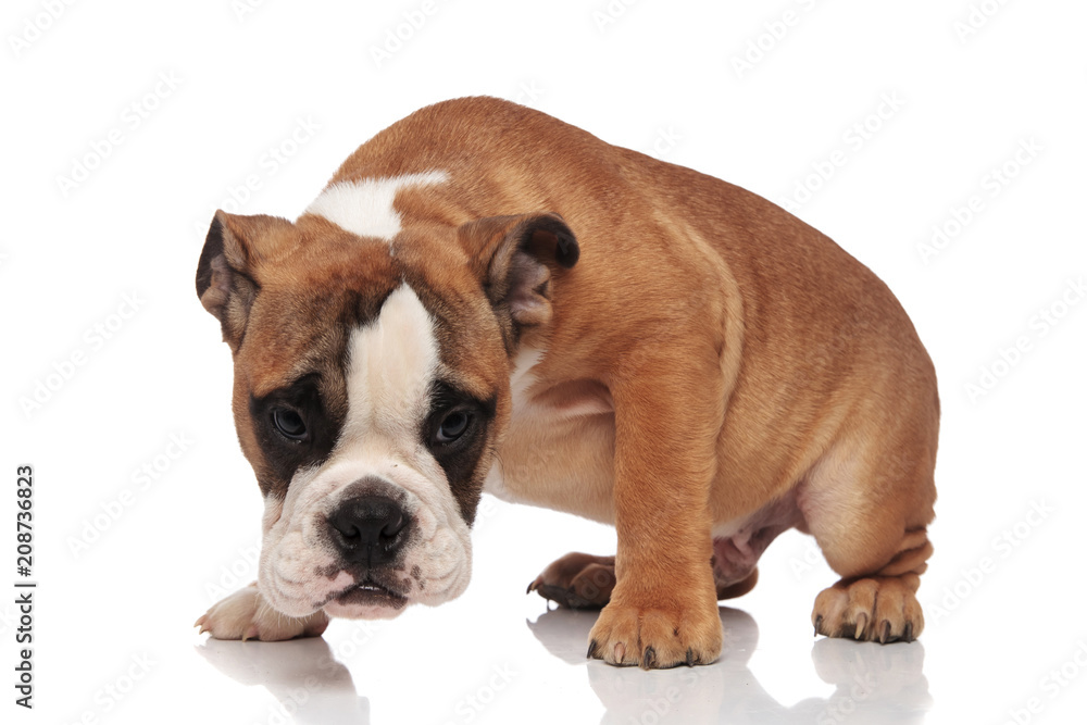 Obraz premium curious english bulldog looking down while standing