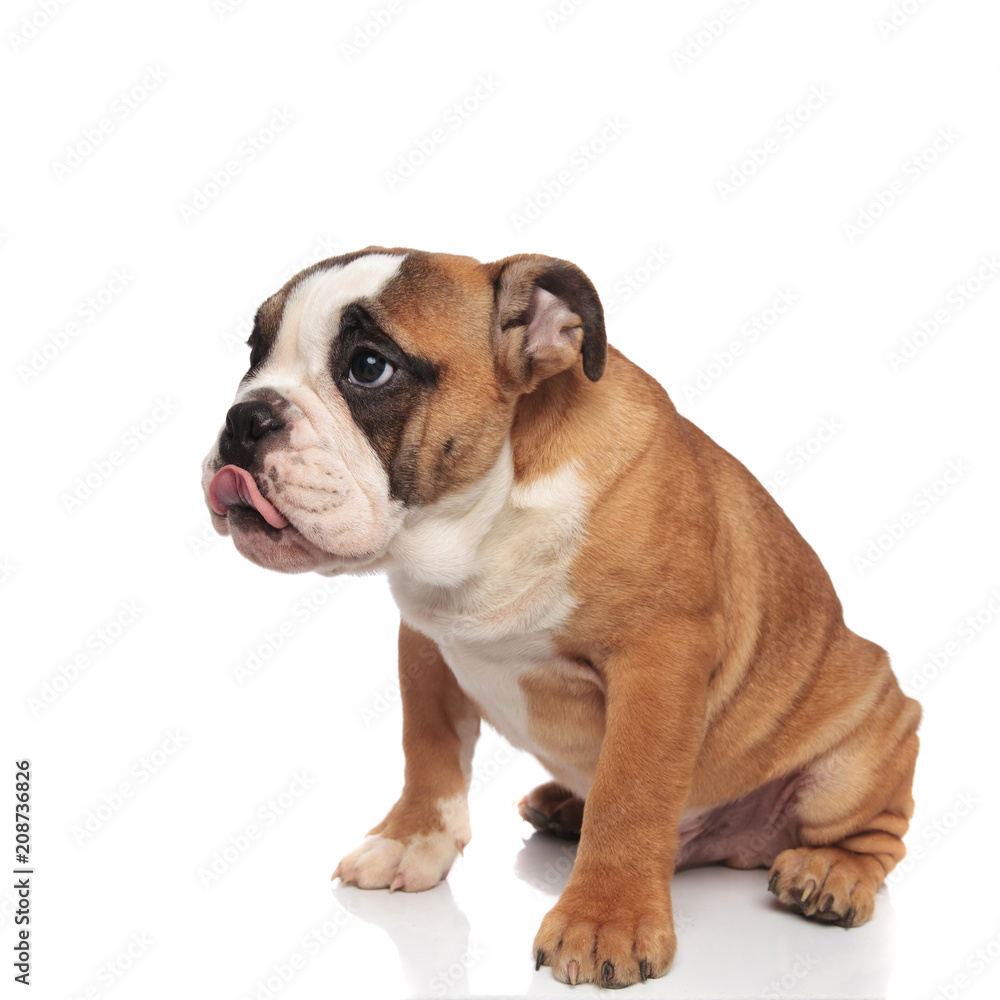 adorable seated hungry english bulldog with tongue out