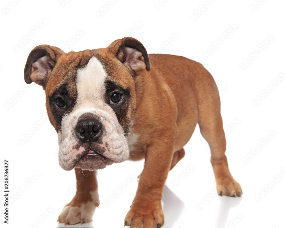 cute brown english bulldog standing