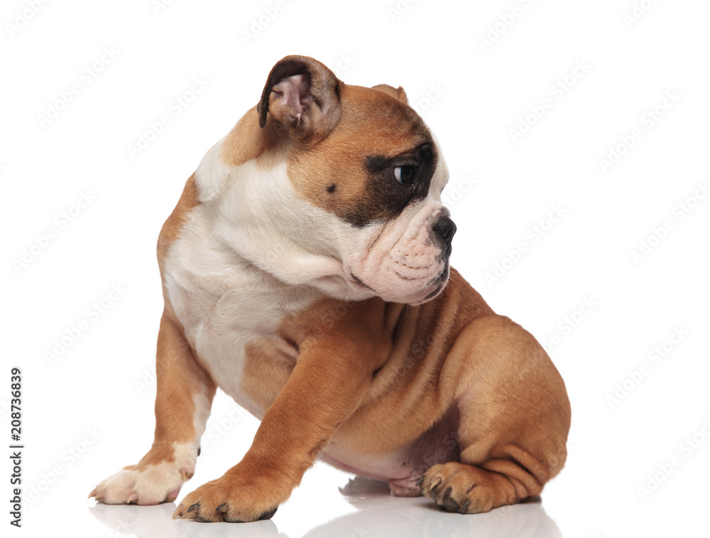 side view of curious seated english bulldog looking behind