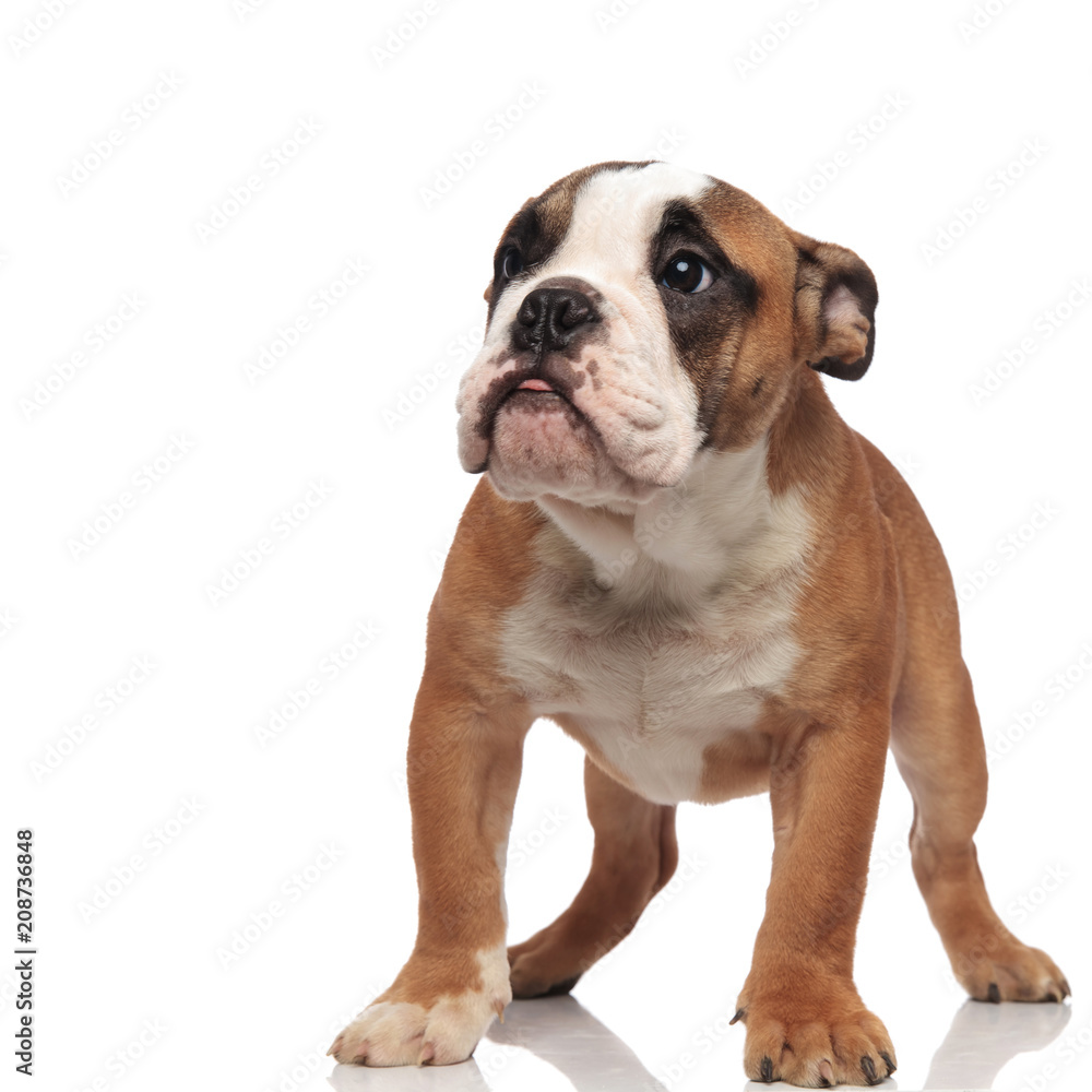 curious brown english bulldog looking to side while standing