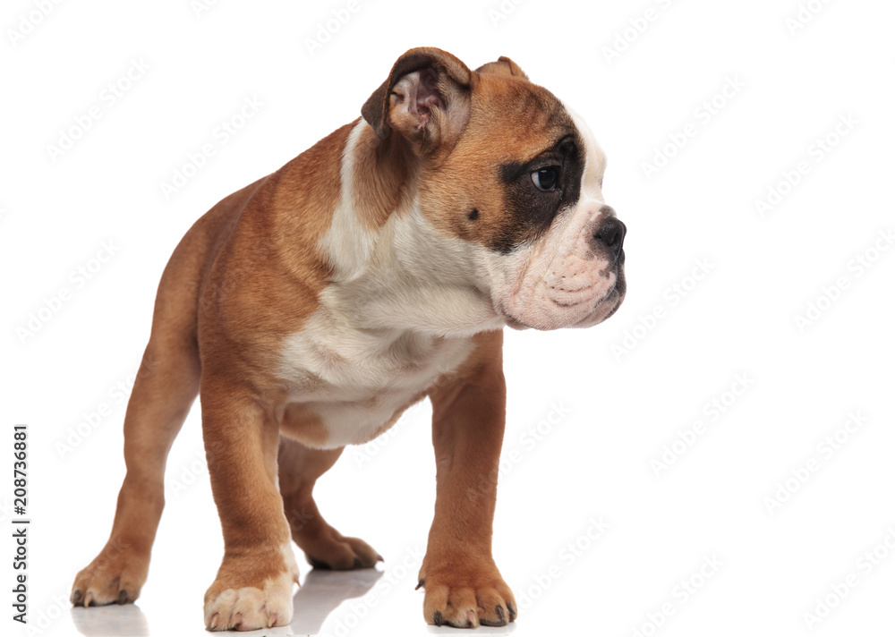 curious brown and white english bulldog looks to side