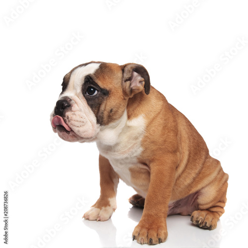 adorable seated hungry english bulldog with tongue out © Viorel Sima