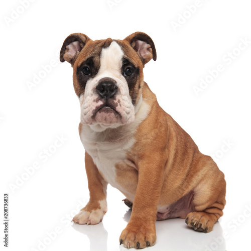 cute brown english bulldog sitting