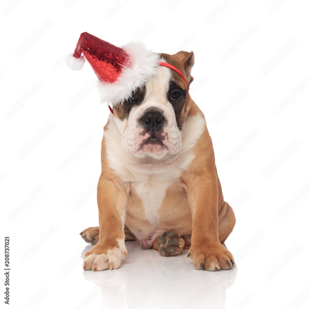 santa english bulldog wears a glowing cap while sitting