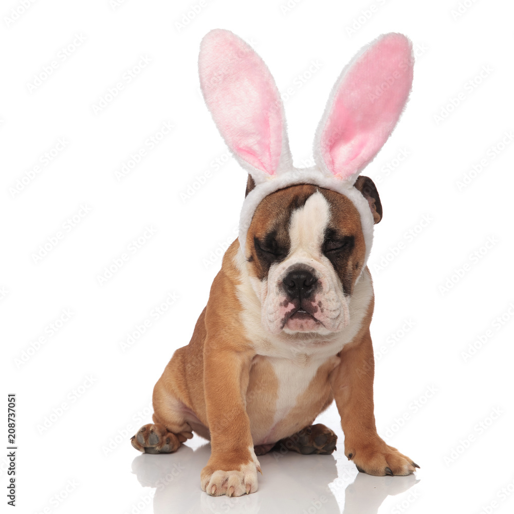 funny english bulldog with pink rabbit ears and eyes closed