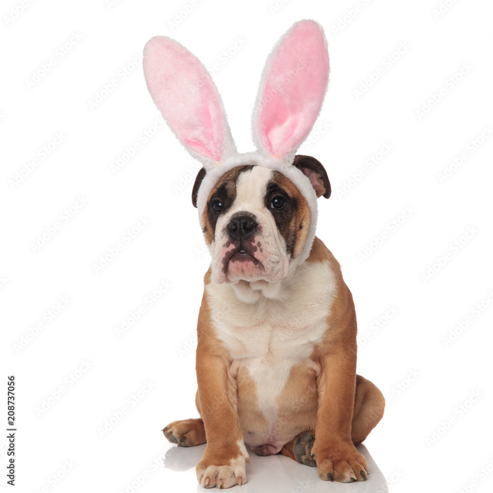curious english bulldog dressed as easter bunny looks to side