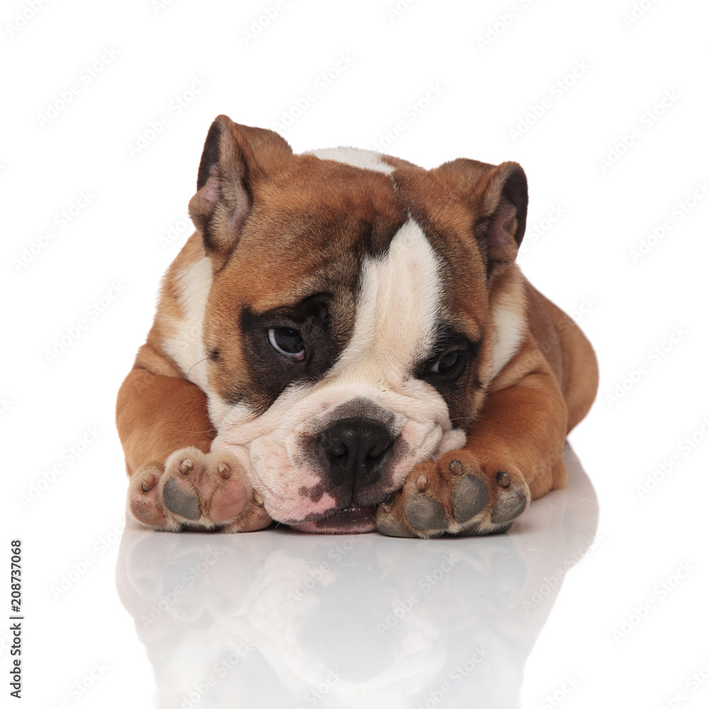 adorable tired english bulldog lying and looking to side