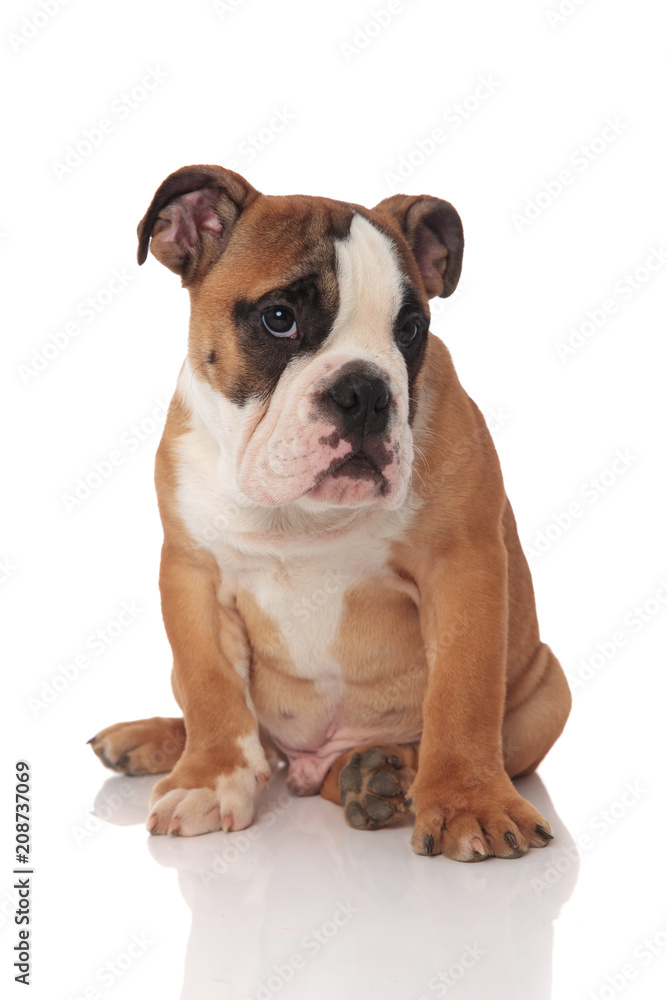adorable brown english bulldog puppy sitting adorable brown english bulldog puppy sitting