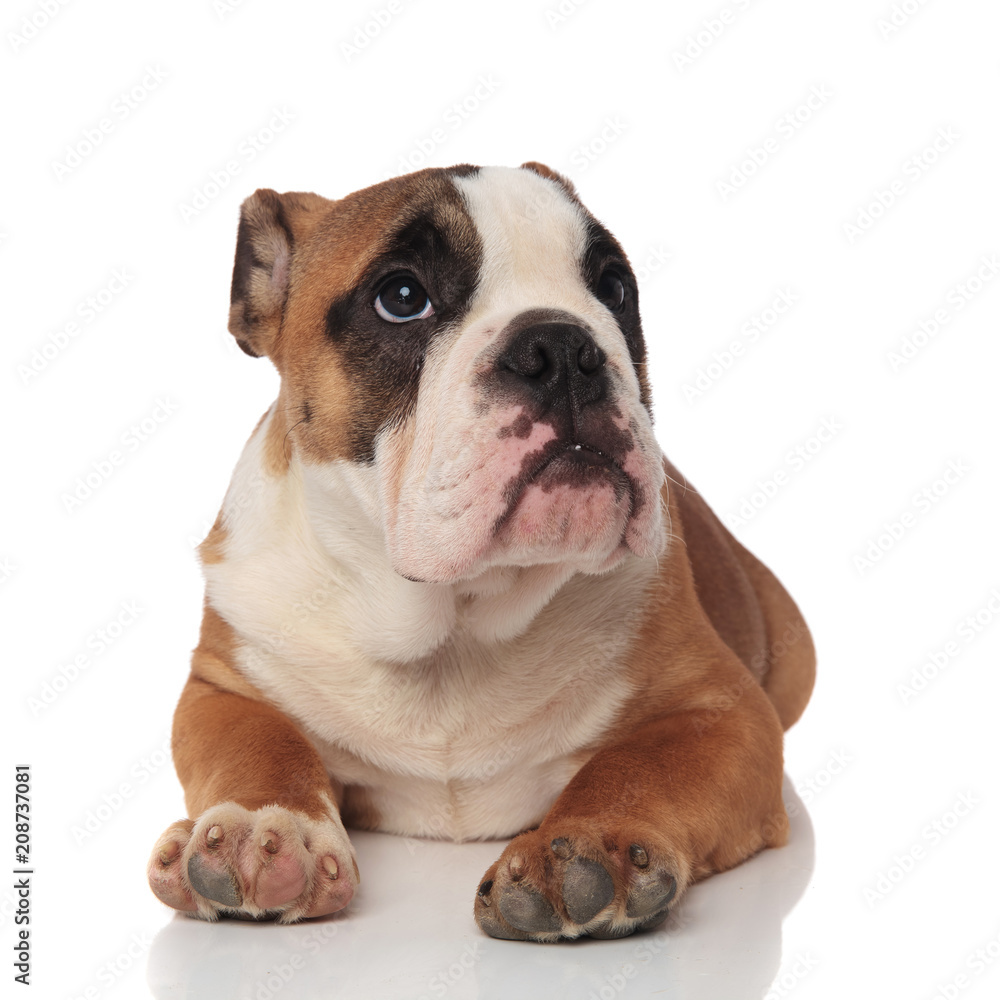 relaxed brown english bulldog looks up to side while lying