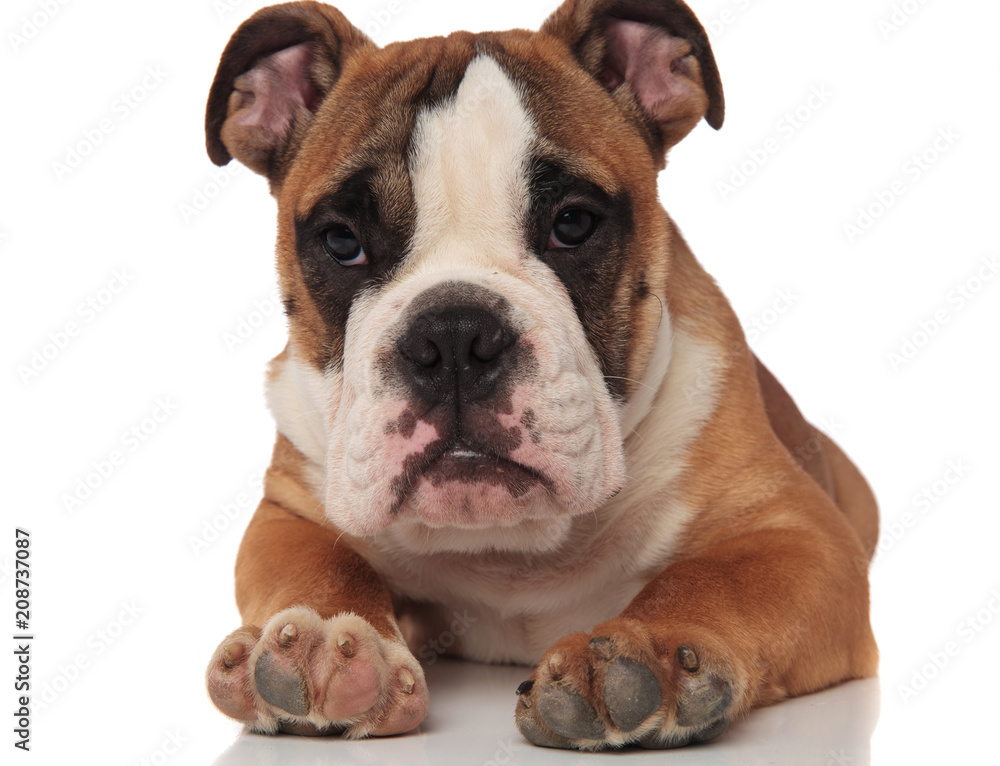 close up of sad lying english bulldog looking to side close up of sad lying english bulldog looking to side