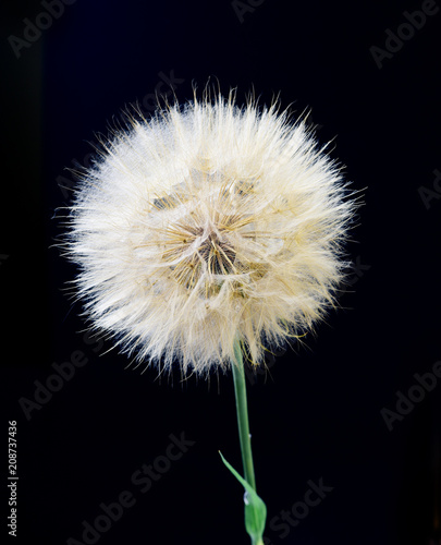 Abstract dandelion flower background 