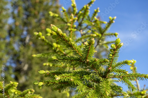 Green branch of pine needles  blurred background  selective focus  close-up plant  Carpathians Mountains  Bucegi National Park