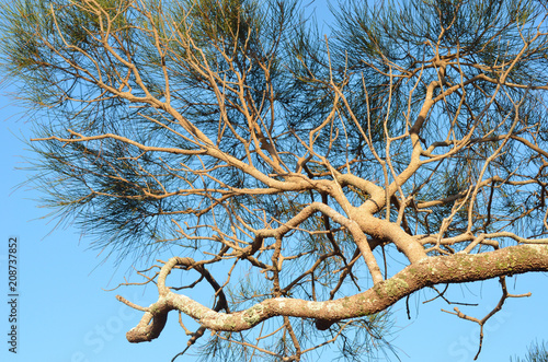 Branches and needle-shaped leaves of a she oak tree against a blue sky. photo