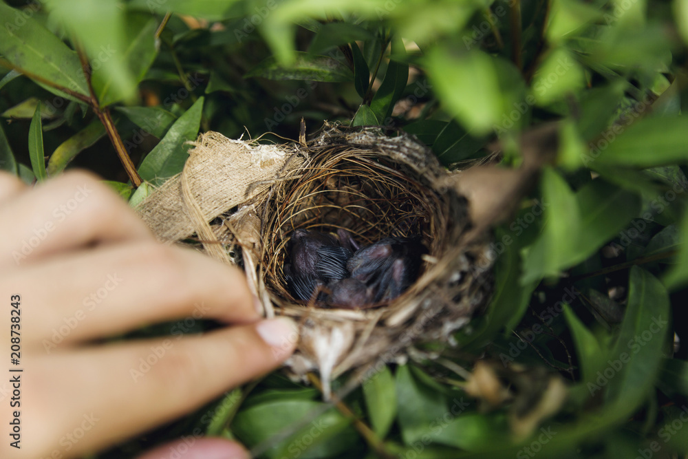 close up baby birds ,new born baby bird in nest on tree