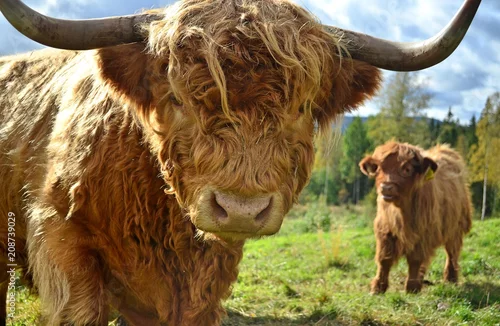 Fototapeta samoprzylepna Szwecja_2015