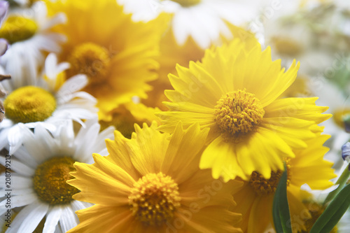 Beautiful daisies closeup. Flower background.