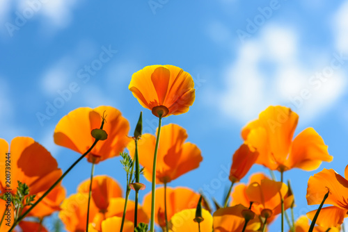California Poppies reach out for the sky