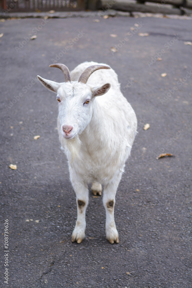 Obraz premium ヤギのポートレート