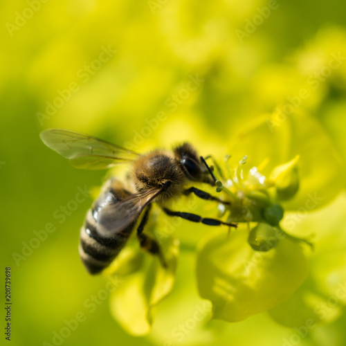 Bee Pollinating On Flower © Ruben