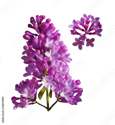 Vector set of branches of purple lilac flowers isolated on a white background. Photo realism.