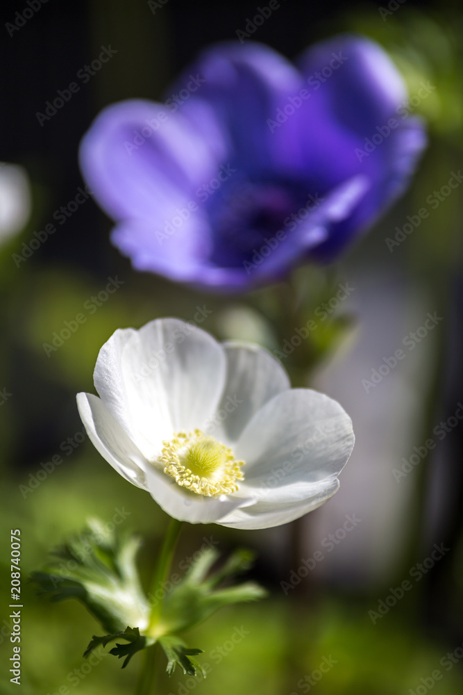 アネモネの花 アネモネの花