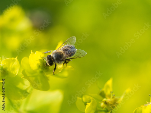 Bee Pollinating On Flower