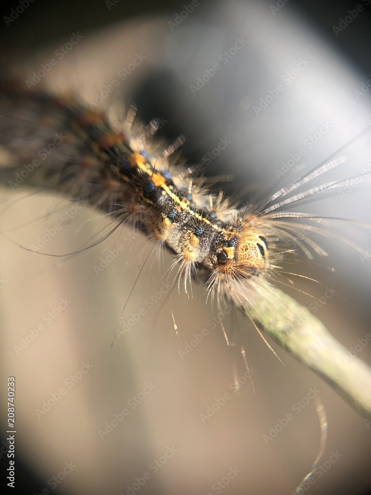 caterpillar caterpillar