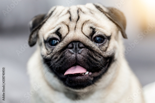 Cute dog pug breed smile and sitting on ground with a copy space