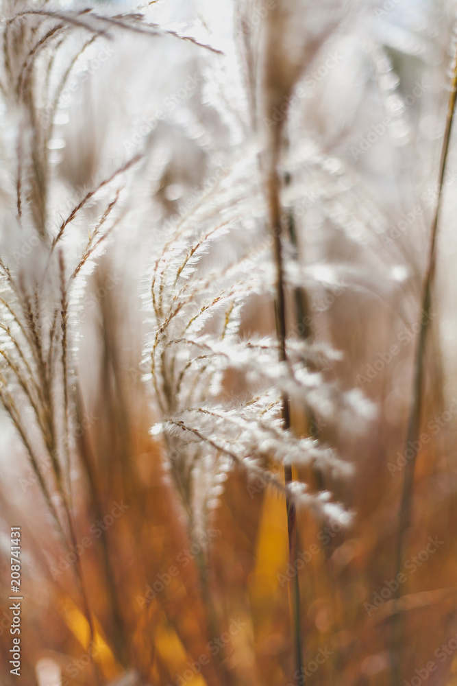 Obraz premium Spikelets on blurry background