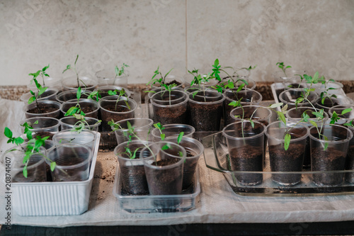 Sprouts of young plants in plastic containers © glebchik