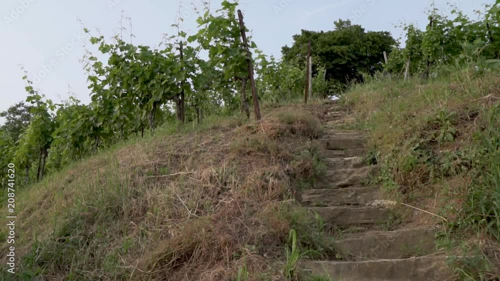 montevecchia vineyard sunset italy wine red montevecchia vineyard sunset italy wine red