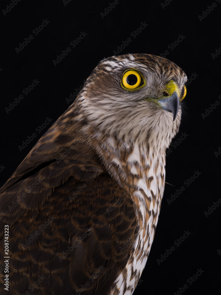falcon isolated falcon isolated