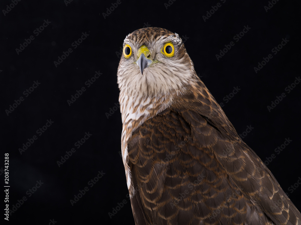falcon isolated