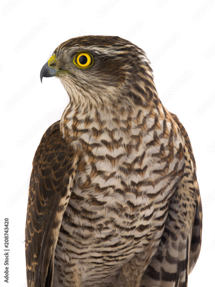 Obraz premium falcon isolated