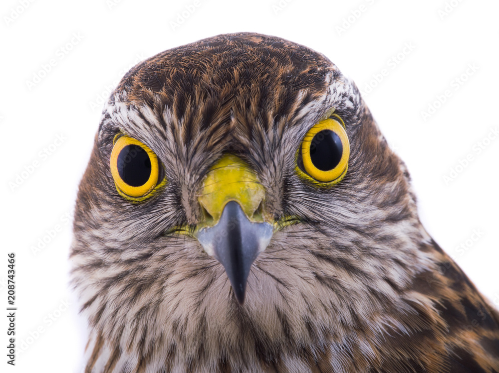 Fototapeta premium falcon isolated