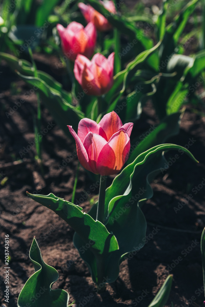 Several nice red tulips with green leaves growing in garden on spring sunny day Several nice red tulips with green leaves growing in garden on spring sunny day