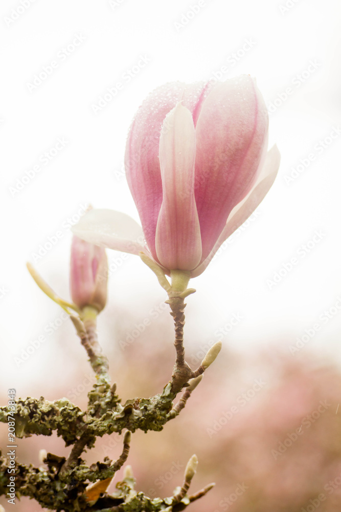 Magnolia flower, pink flowers, rain drops, spring Magnolia flower, pink flowers, rain drops, spring