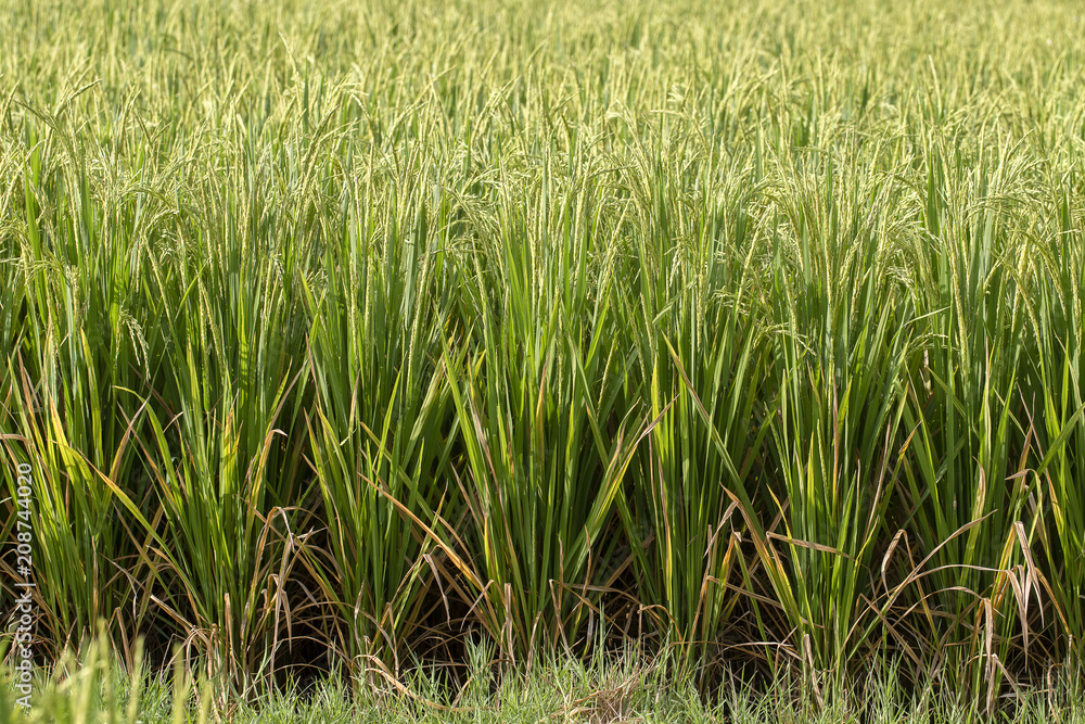 Green field with rice stalks in island Bali, Indonesia. Close up Green field with rice stalks in island Bali, Indonesia. Close up