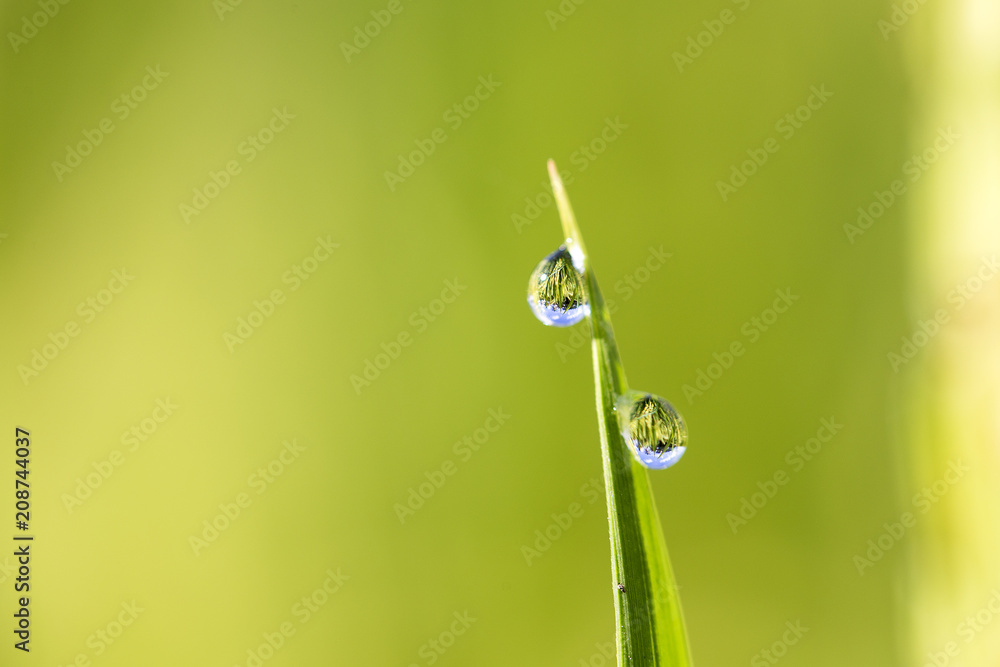 Green rice stem background with water drops, grass stalks with water drops, herbal background in Bali, Indonesia. Close up, macro Green rice stem background with water drops, grass stalks with water drops, herbal background in Bali, Indonesia. Close up, macro
