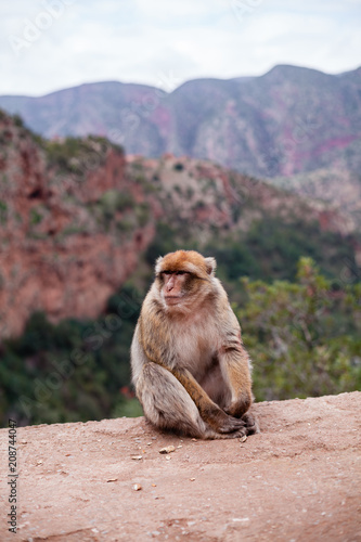 Monkey sitting and watching on tourists near the Ouzoud waterfall © lemuana