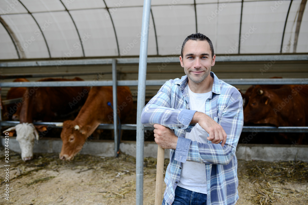 portrait of handsome farmer in a livestock small breeding husbandry farming production taking care of charolais cow and cattle portrait of handsome farmer in a livestock small breeding husbandry farming production taking care of charolais cow and cattle