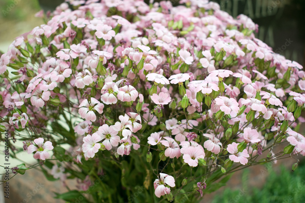 Photo of wild flowers. Photo of wild flowers.
