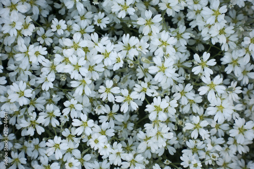 Top view of blooming white Chickweed (Cerastium tomentosum) flowers